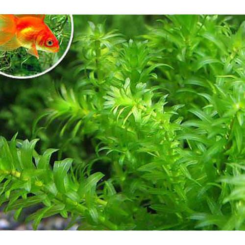 （水草）メダカ・金魚藻　エサ用アナカリス（１００本）