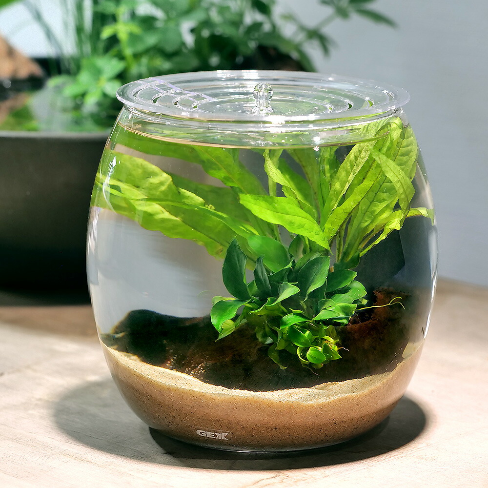 楽天市場】（熱帯魚）（水草）GEX グラスアクアリウム