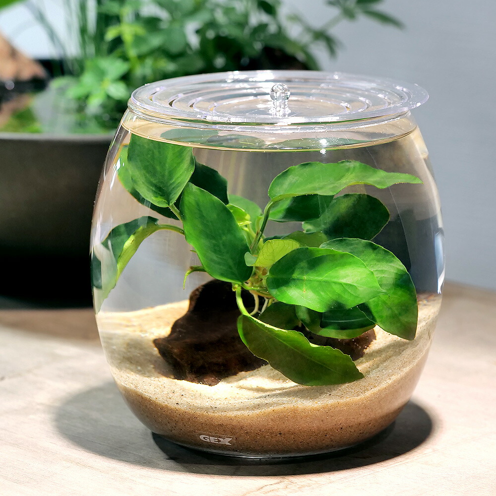 アクアリウム Amazon | ERAARK水槽 アクアリウム ベタ水槽セット 熱帯魚