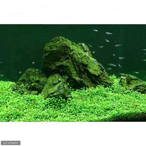 （水草）初心者向け説明書付　グロッソスティグマ（水中葉）（無農薬）（１０パック分）