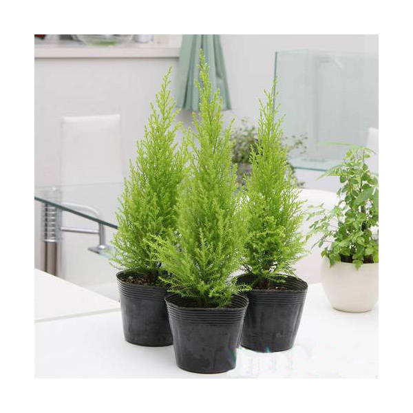（観葉植物）ゴールドクレスト　ウィルマ　３号（１０ポット） 5,162円