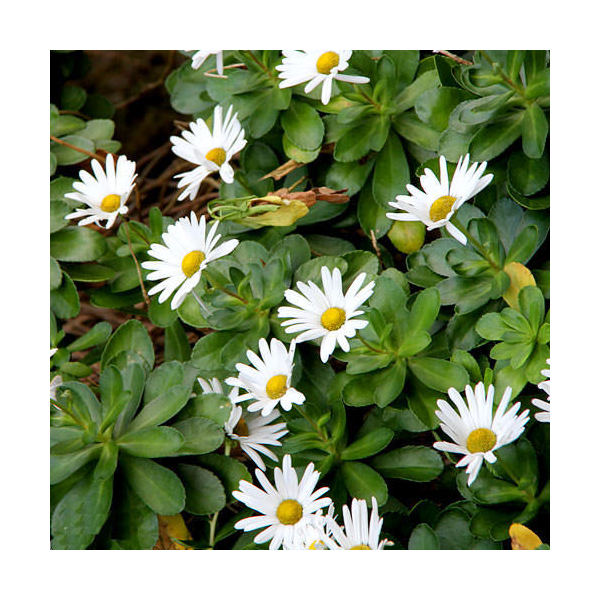 楽天市場】浜菊（ハマギク）5号苗(e08) : 千草園芸