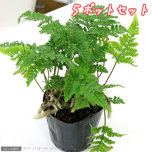 楽天市場】トキワシノブ 3号【シダ植物】【苔玉素材】【日陰の植物