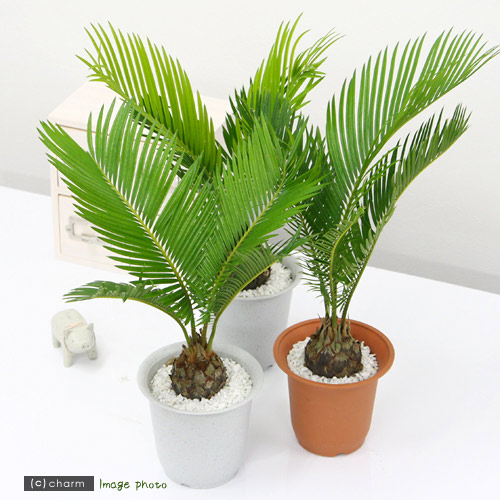 楽天市場】【現品・現物】】繁殖個体 蘇鉄 ナゴヤナス（サイカス