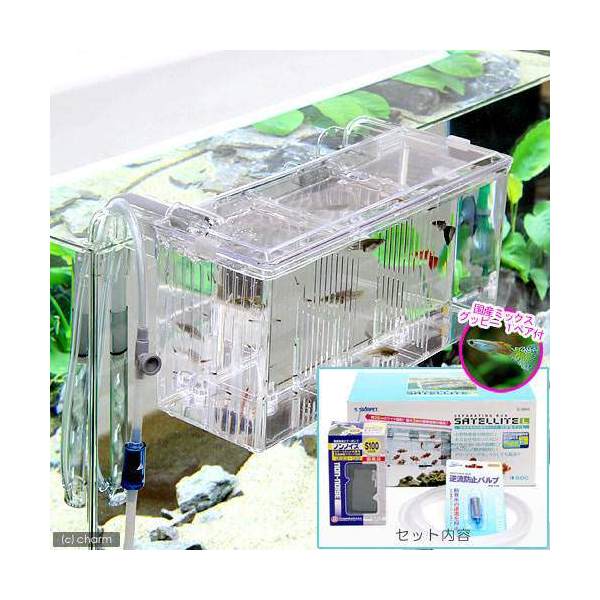 （熱帯魚）外掛式産卵飼育ボックス　サテライトＬ　スターターセット　国産ミックスグッピー　１ペア　付　本州四国限定