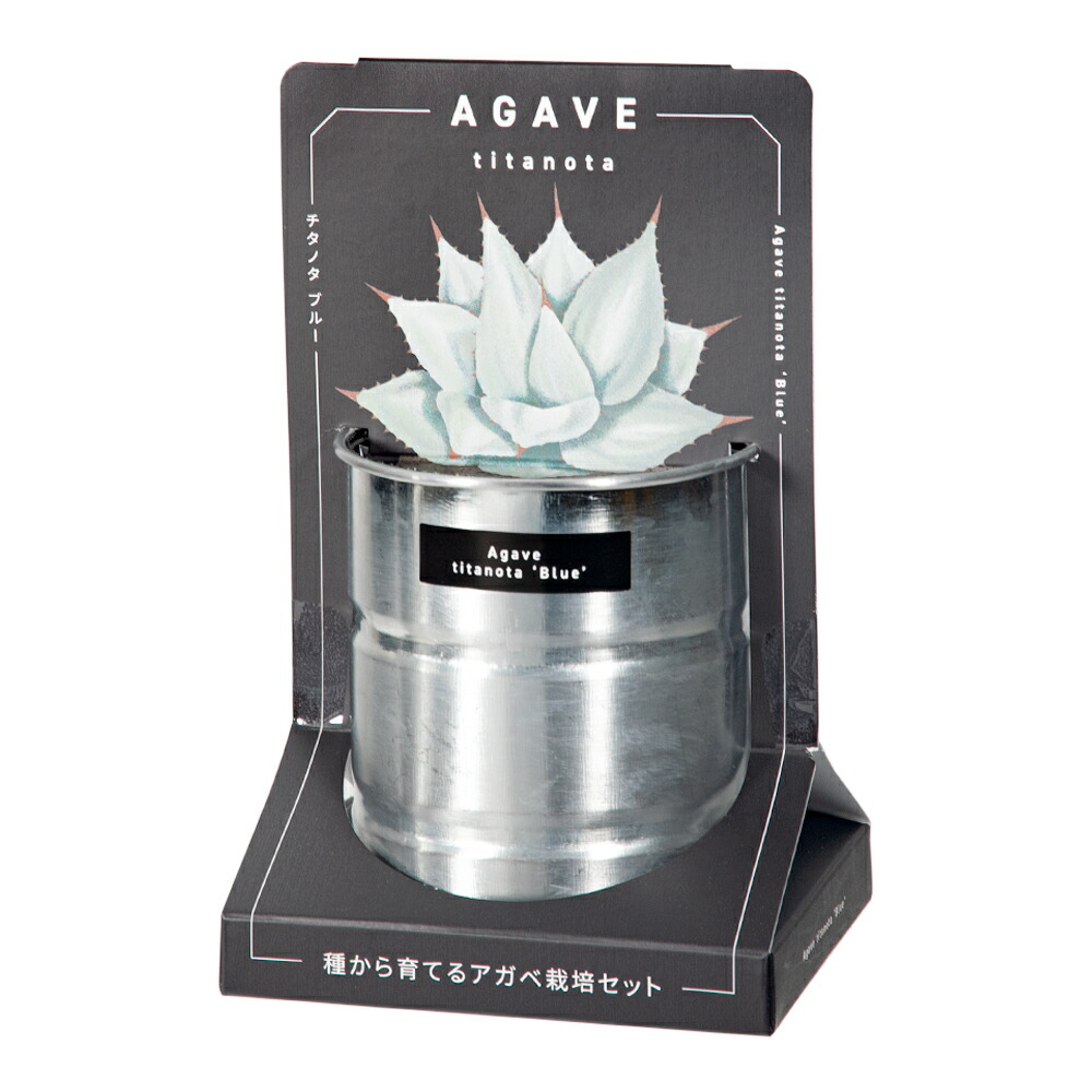 楽天市場】栽培キット 種から育てる アガベ栽培セット アガベ パリー