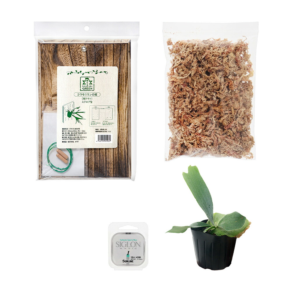 楽天市場】（観葉植物）ビカクシダ板付けセット コウモリラン 壁掛け