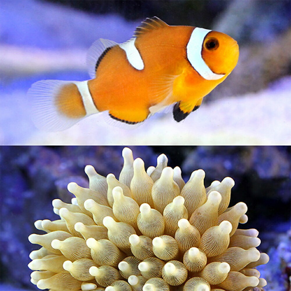 楽天市場】カクレクマノミ【Lサイズ】5-6cm! 海水魚 クマノミ