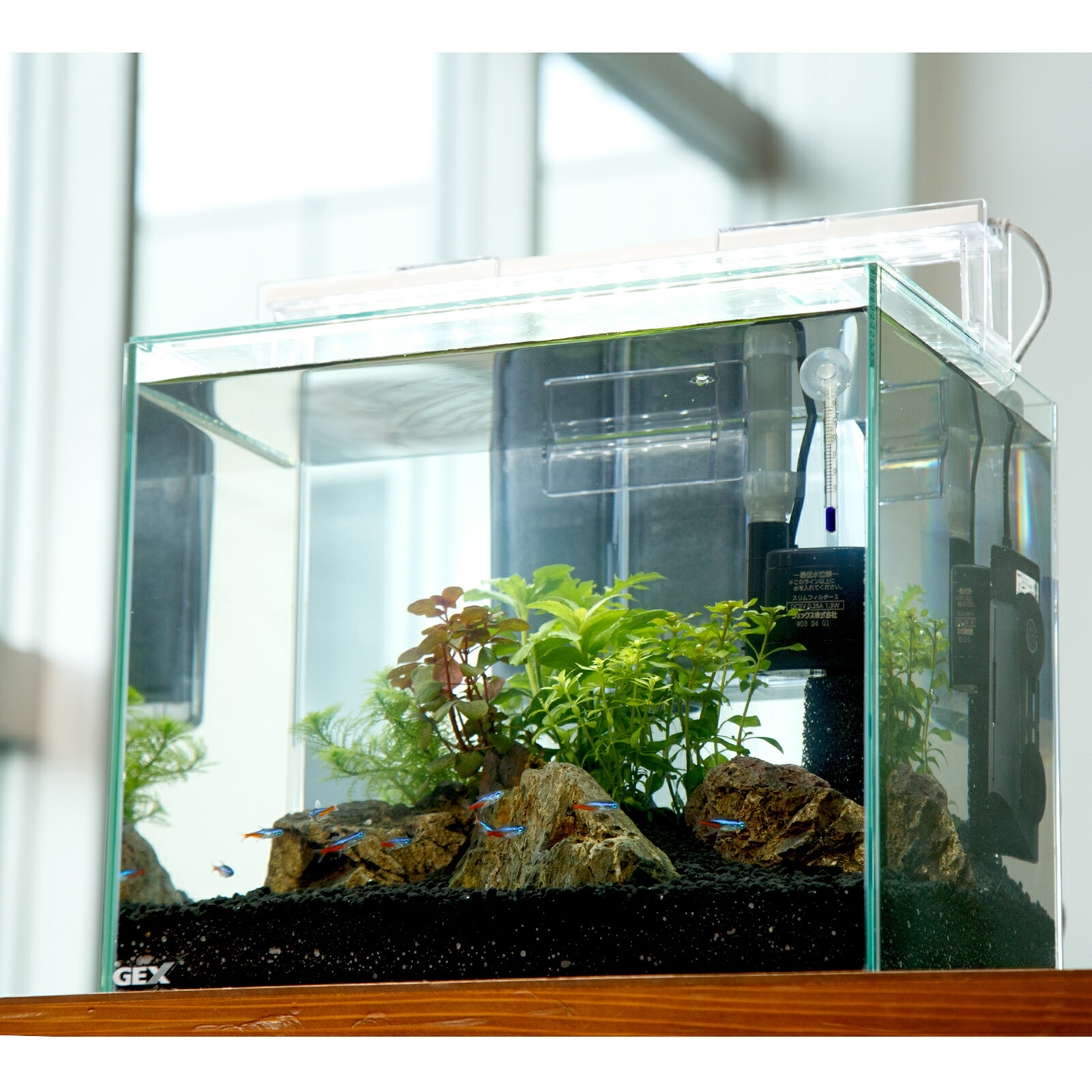 アクアリウム 楽天市場】（熱帯魚）（水草）GEX グラスアクアリウム