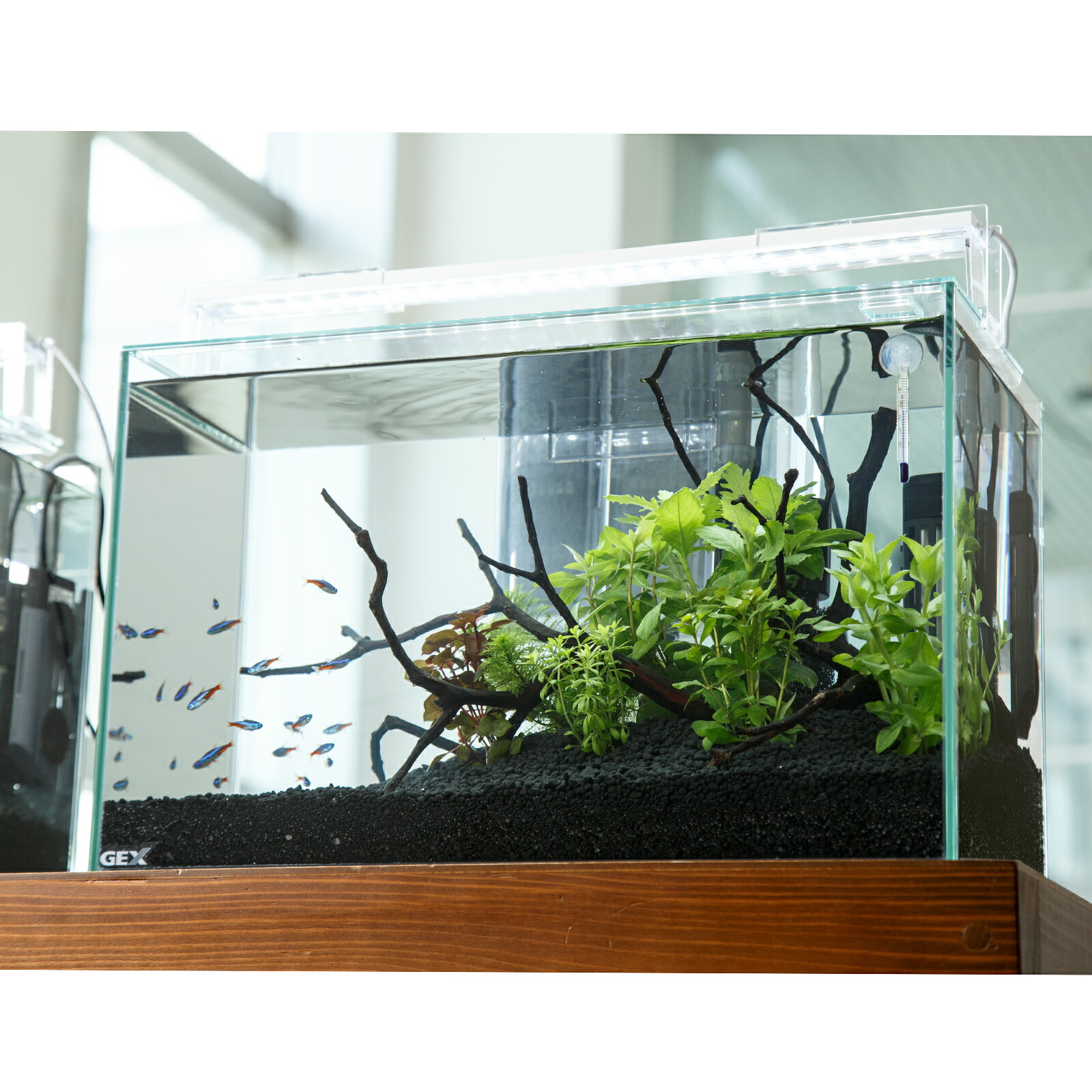 楽天市場】らんちゅう水槽 900（896×450×300