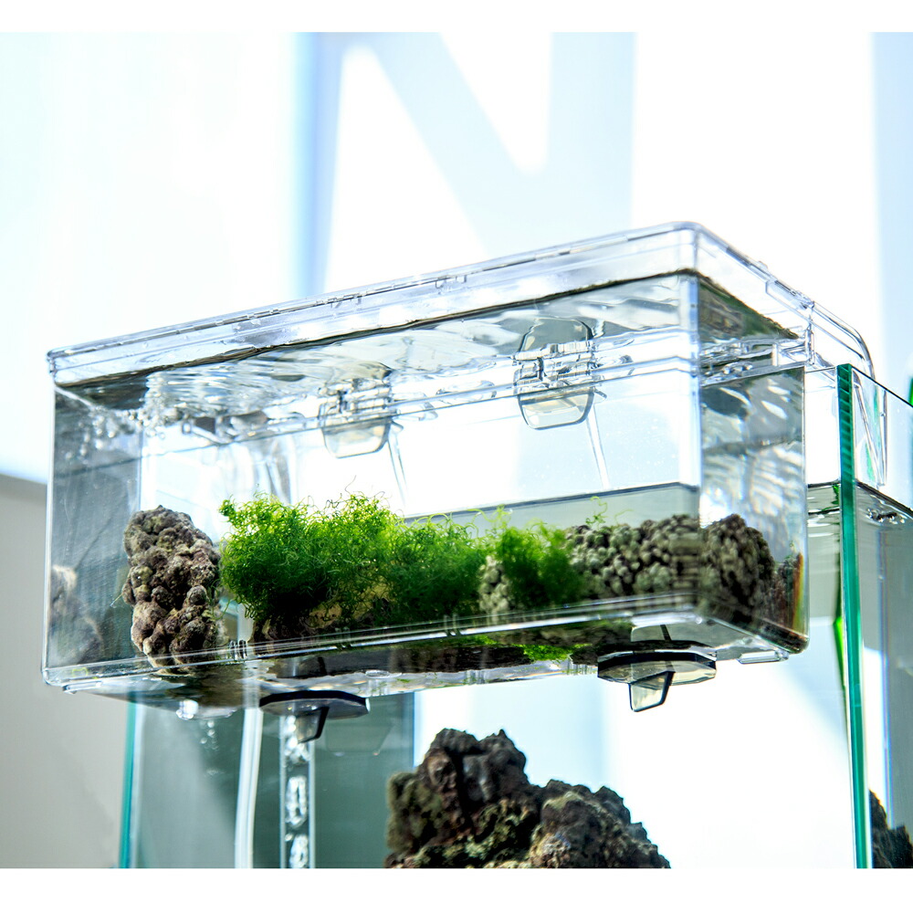 楽天市場】（海水魚）サテライトリフジウムセット（ウミブドウ） 本州