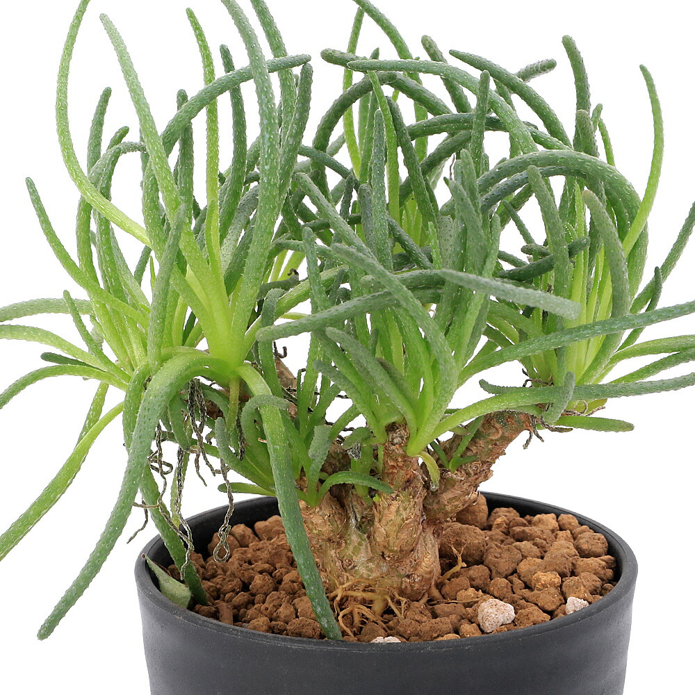 【大株】食虫植物 ヘリアンフォラ・ミノール交配 トマト園芸 レイクタウン店 | 食虫植物、ヘリアンフォラ