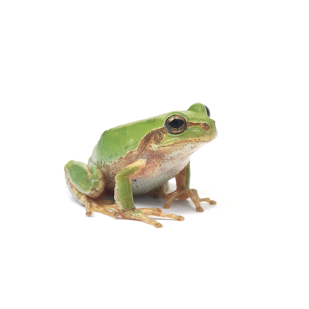 【レア】送料込☆えいちのみず・ワカガエル ヌマガエル WC個体(1匹) | チャーム