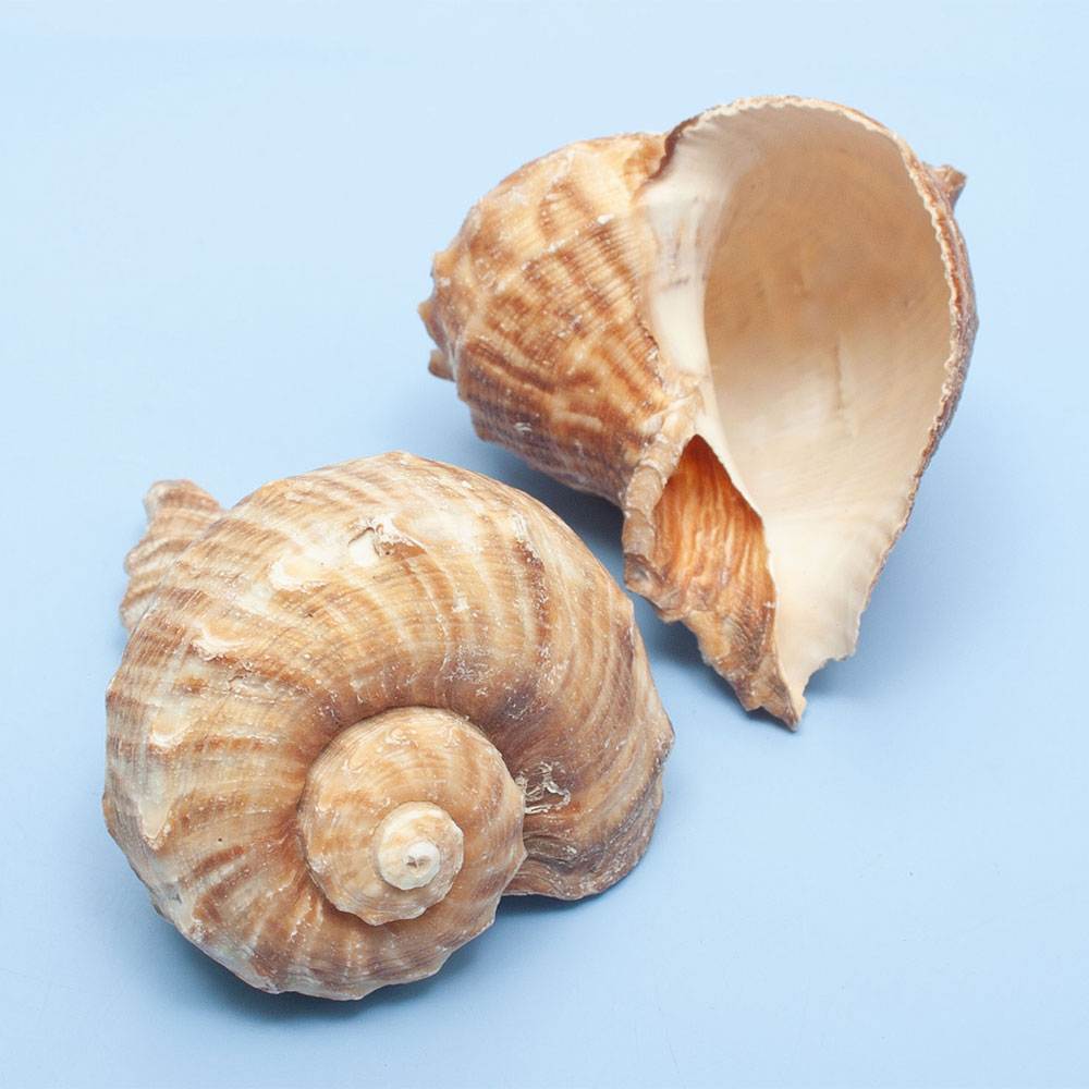 楽天市場】貝殻 シェルコレクション ツメタガイ（1個） やどかりの