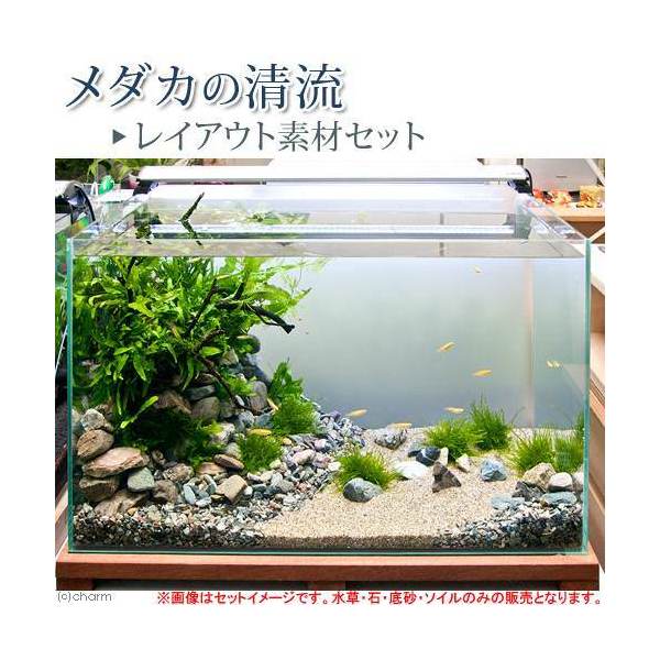 メダカ 水草 取り扱い 本 8点セット 楽天市場】【9／1限定】当選確率2分の1！1等最大100