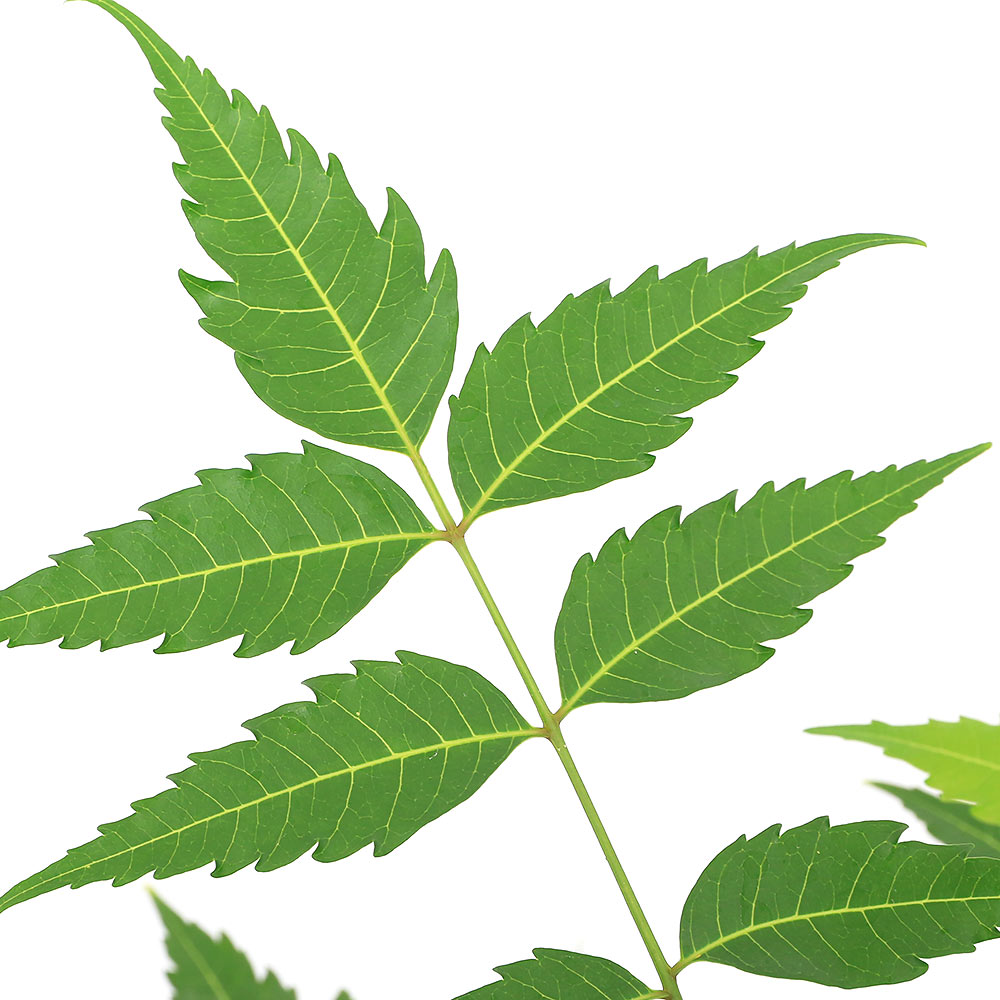 【楽天市場】(観葉植物)ハーブ苗 ニーム ミラクルニーム(インドセンダン) 3.5~4号(1鉢) 虫除け植物 蚊除け:charm 3980 楽天市場店