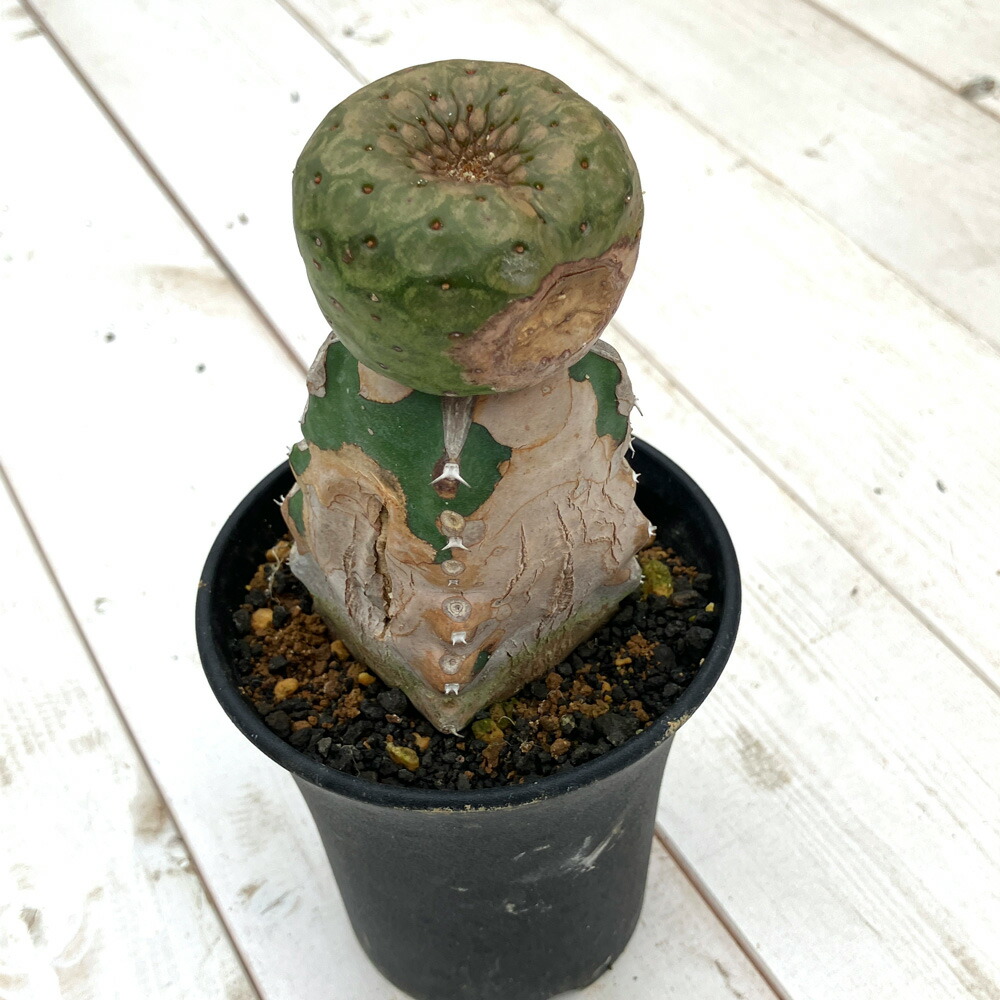 （多肉植物）訳あり品　一点物　ユーフォルビア　ツルビニフォルミス　接ぎ木　３．５号（１鉢）（３４５１１５）　傷あり