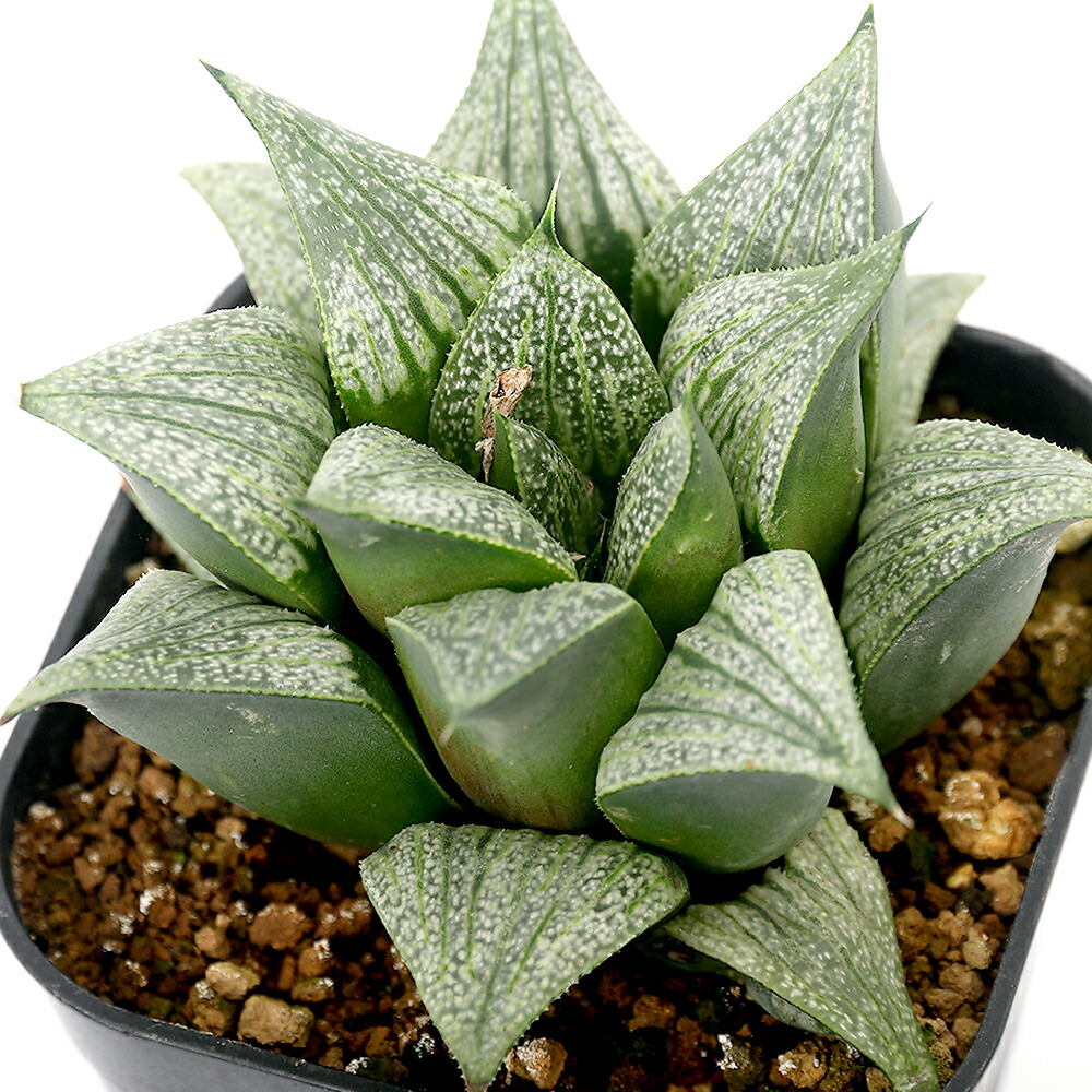 （多肉植物）一点物　品種系ハオルチア　ＭＭ（ｓｉｌｖｉａｅ×地和ベークマニー）×Ｈ．ｓｐｌｅｎｄｅｎ，Ｍａｒｘ４／１２実生　３．５号（１鉢）