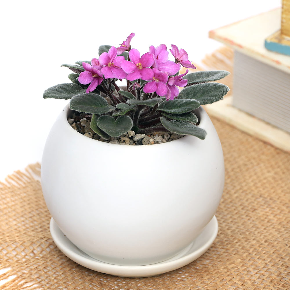 楽天市場】（観葉植物）セントポーリア 品種おまかせ マットボールS