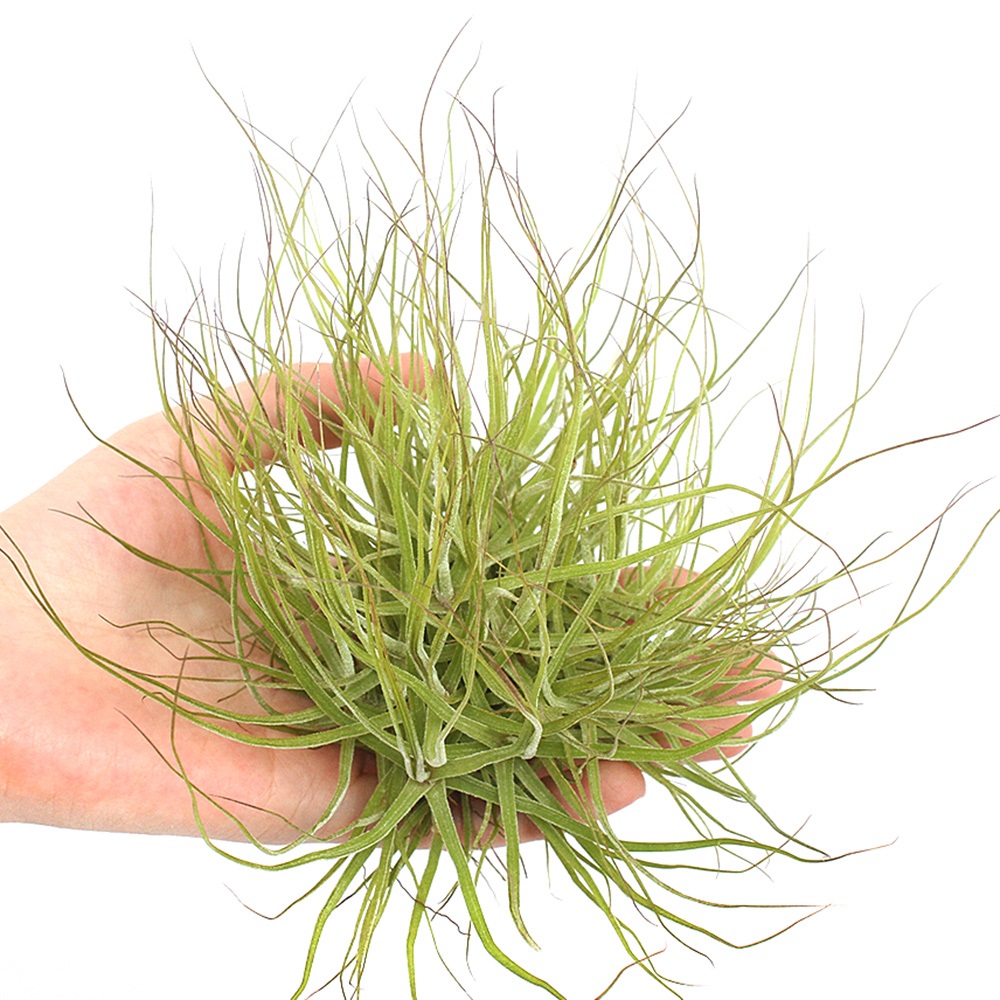 楽天市場】エアープランツ チランジア シーディアナ クランプ 15cm