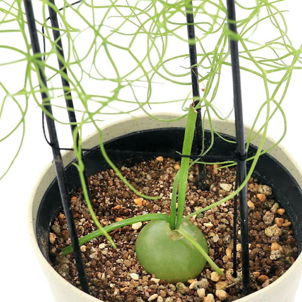 （多肉植物）ボウィエア　ボルビリス　蒼角殿（ソウカクデン）　４．５号（１鉢）冬季落葉中