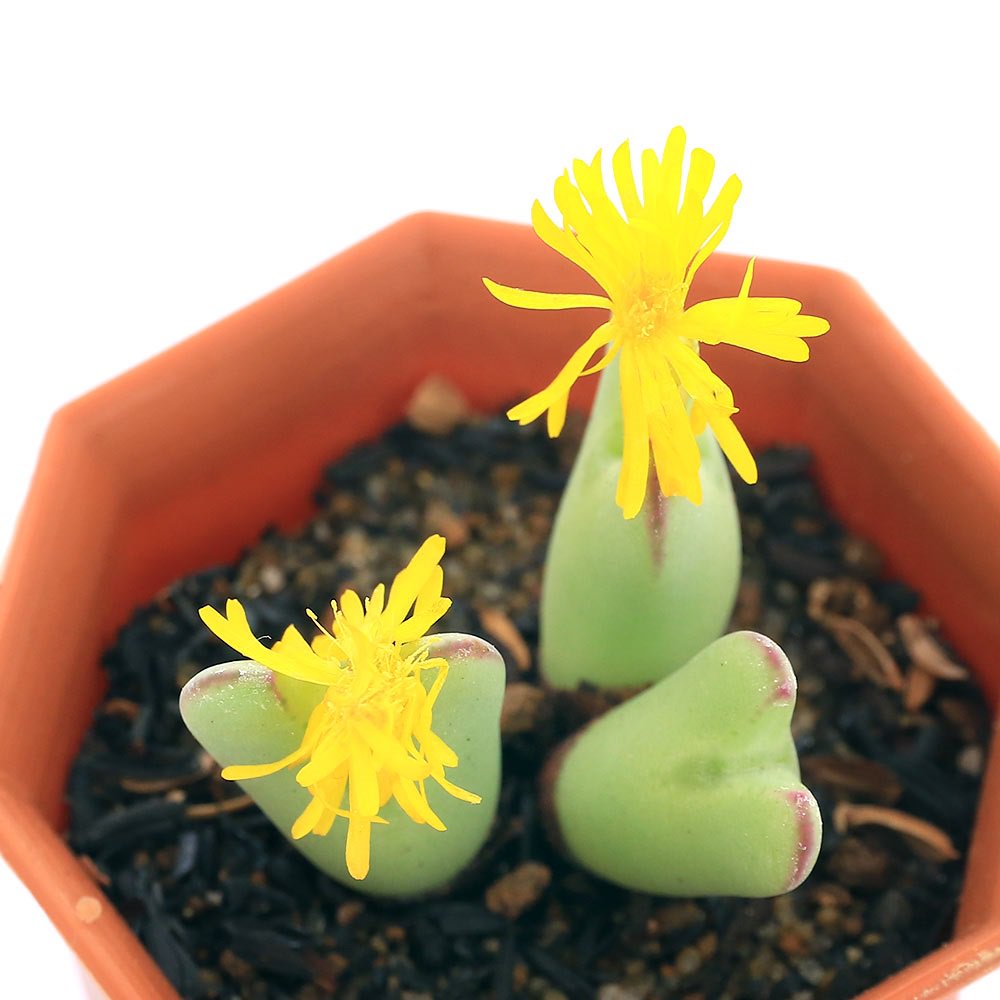 楽天市場】多肉植物：コノフィツム ビロバム*幅2cm : 遊恵盆栽