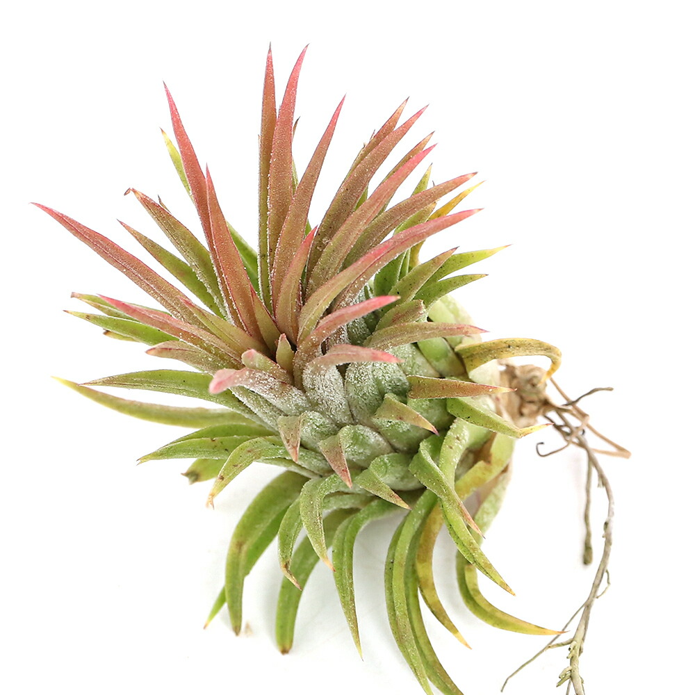 Tillandsia チランジア　4種類　18株セット（イオナンタ　アルビノ等） 楽天市場】おしゃれ 観葉植物：チランジア イオナンタ アルビノ*エアー