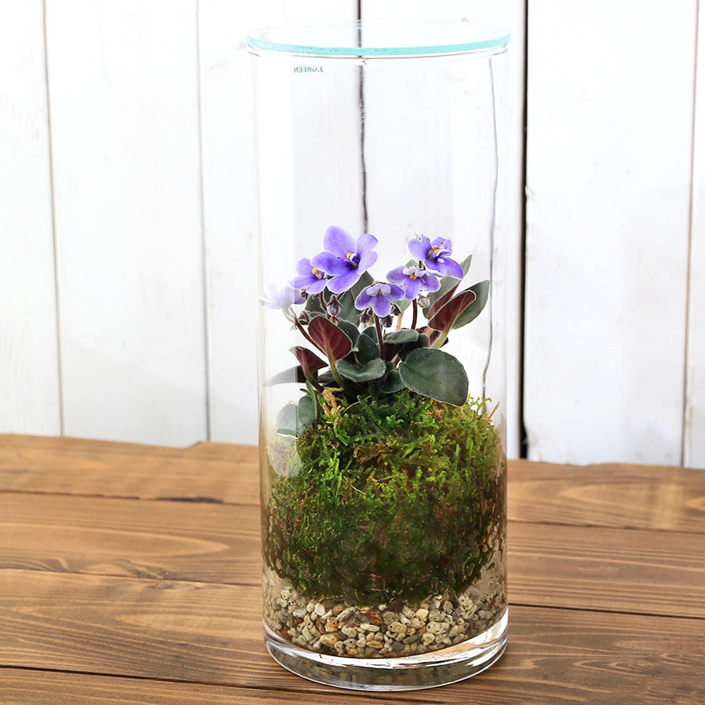 洋蘭　原種　ニオイラン　フラスコ　胡蝶蘭 根の存在感に圧倒野性味溢れる原種のランを楽しむ | ToKoSie ー トコシエ