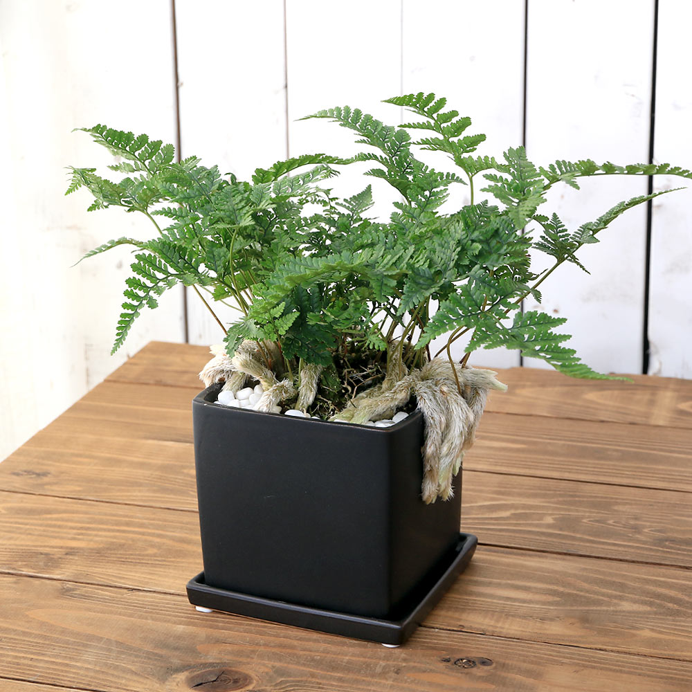 楽天市場】綴化トキワシノブ 3.5号鉢 石化 古典植物 シダ植物 山