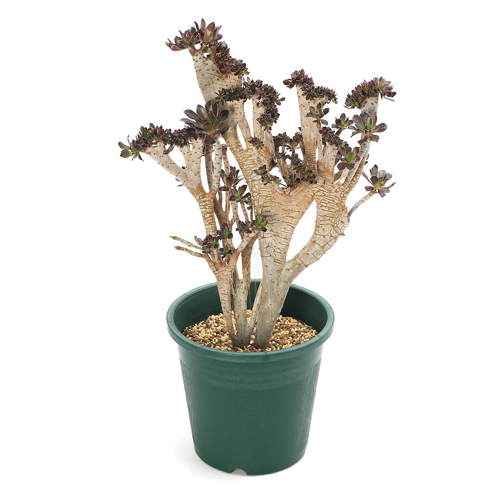 ★☆KK★☆アエオニウム 黒法師 斑入り(A) ★☆ ★☆KK★☆アエオニウム 黒法師 斑入り(A) ★☆