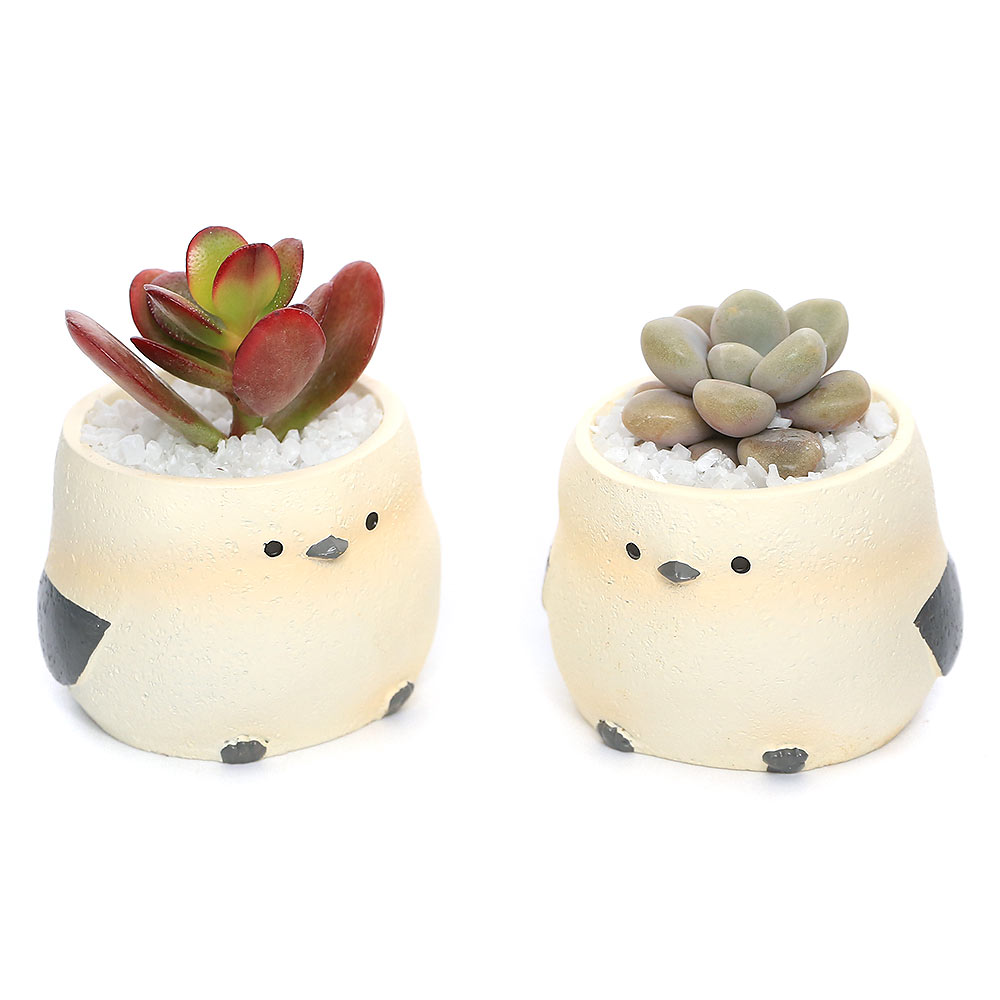 楽天市場】（多肉植物）おまかせプチ多肉 リトルアニマル 鉢おまかせ