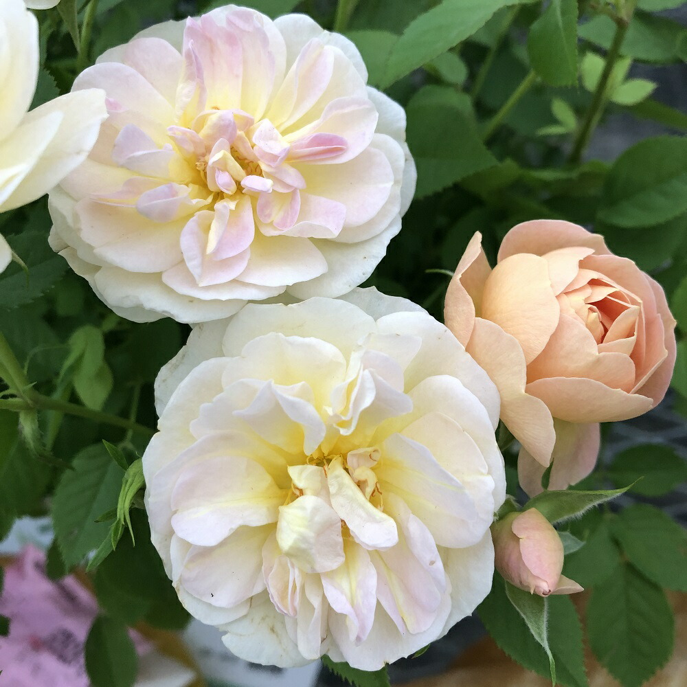 （観葉植物）ミニバラ　プリズム　７号（１鉢）