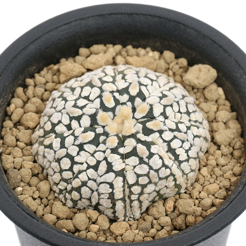 楽天市場】サボテン：アストロフィツム ミラクル兜の実生*幅3.5cm