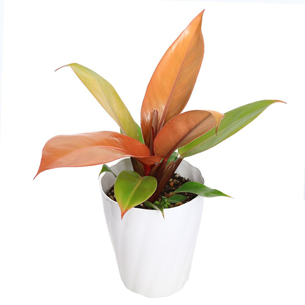 楽天市場】(観葉植物)フィロデンドロン ミカンス 5号 吊り鉢 楽天市場】(観葉植物)フィロデンドロン ミカンス 5号 吊り鉢