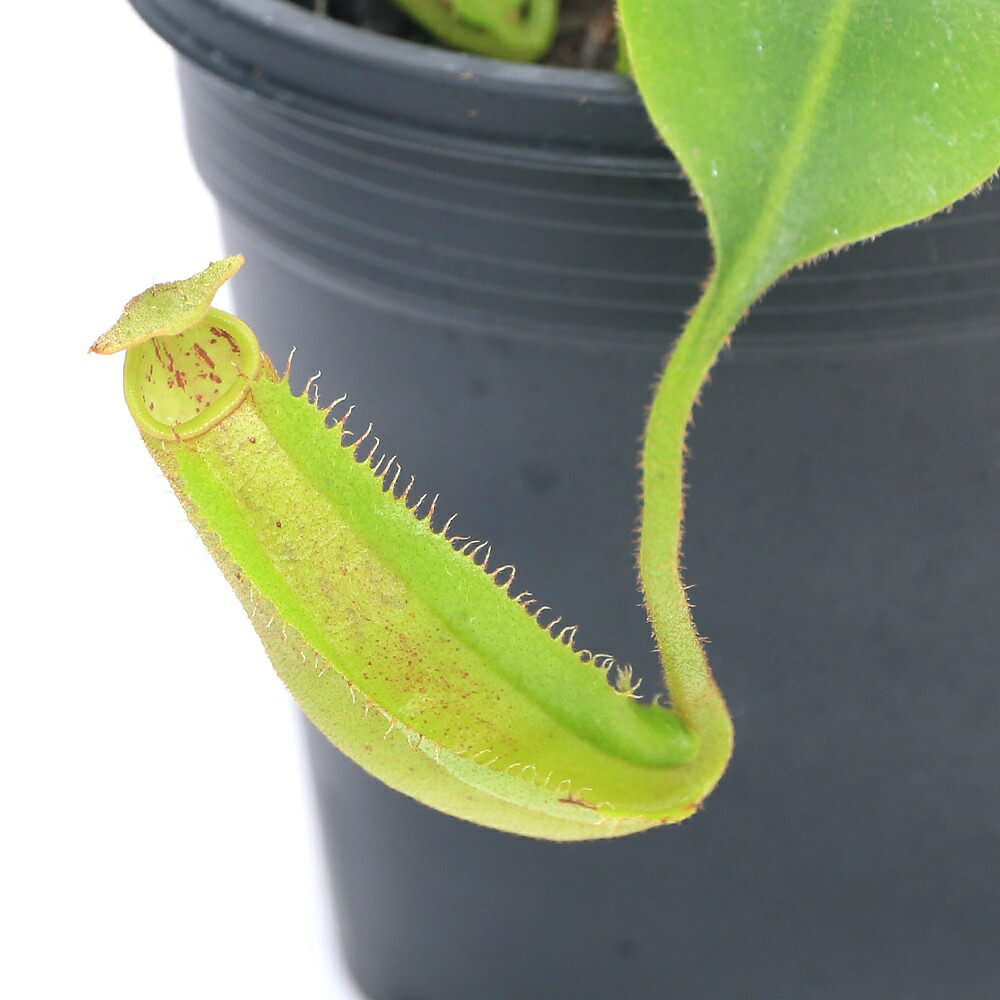 M*O様 食虫植物　ネペンテス　ミックスアソート3種4鉢　　観葉植物 M*O様 食虫植物 ネペンテス ミックスアソート3種4鉢 観葉植物