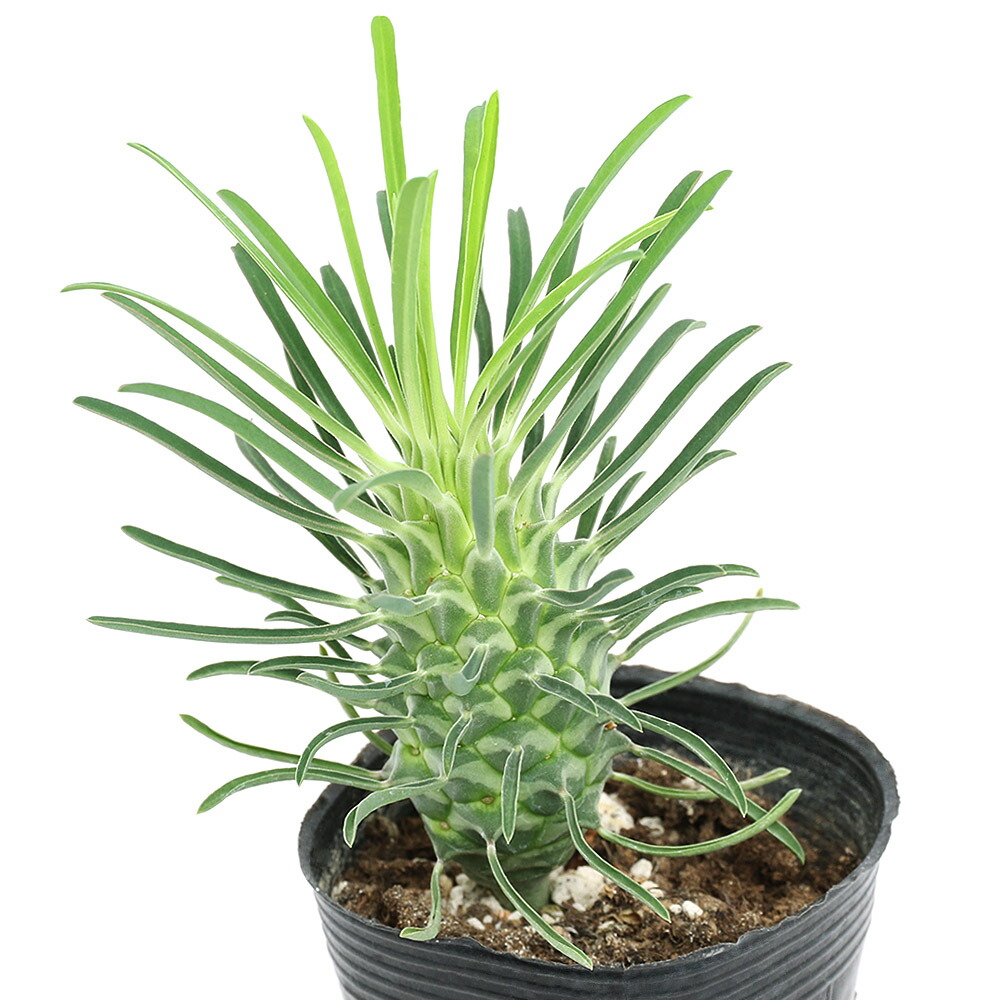 楽天市場】（多肉植物）ユーフォルビア ラムローサ 2．5号（1鉢