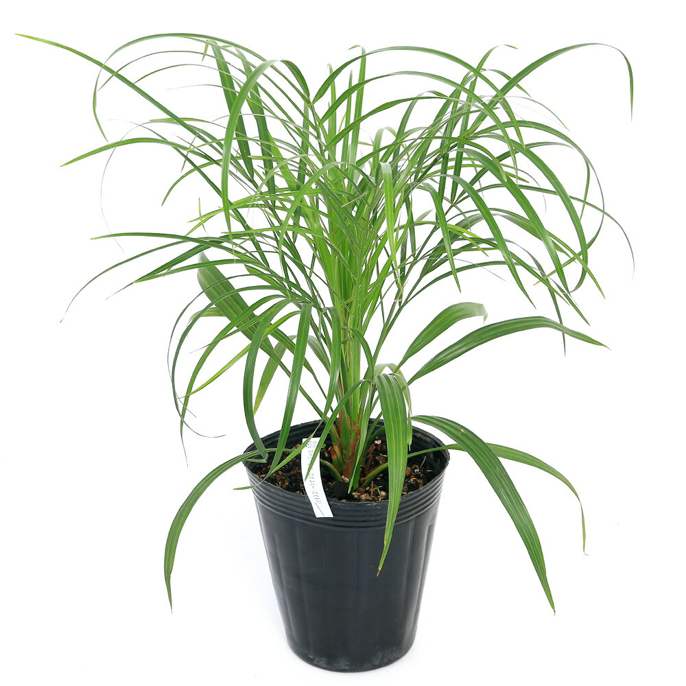 楽天市場】フェニックス ロベレニー 苗木 5号セラアート鉢植え