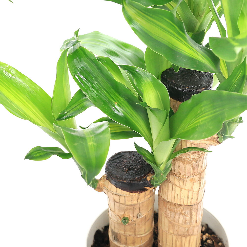 現品　ドラセナ　マッサン　ゲアナ　幸福の木　苗　苗木　観葉植物　3株植え　7号 ドラセナ・マッサンゲアナ（幸福の木） 8号 トリコ 963 M 11