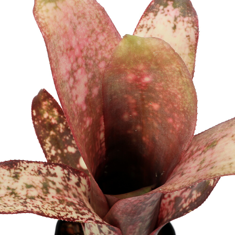 にしん 　タンクブロメリア　ビルベルギア　3品 タンクブロメリア ビルベルギア チェリー パイ 3号 インテリア 室内