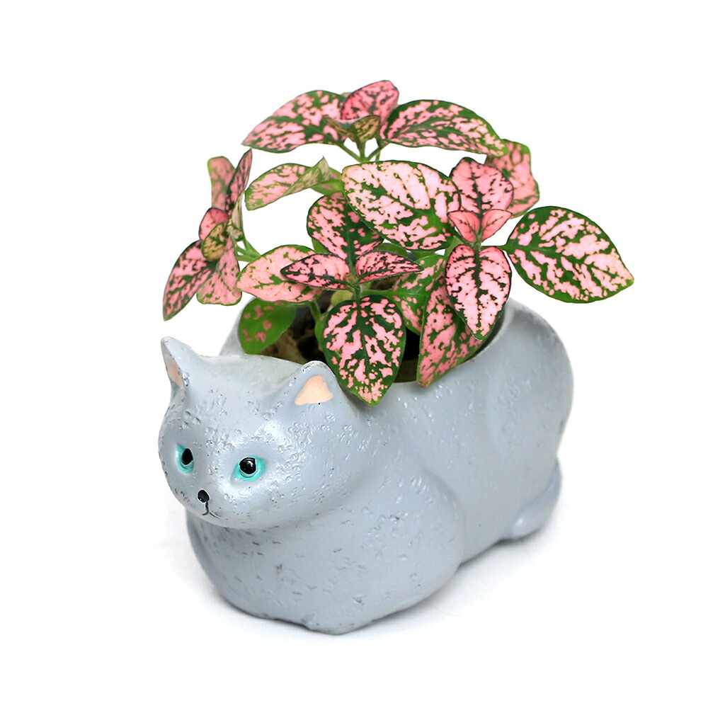 楽天市場】おしゃれ 観葉植物：ネコの手シノブ*鉢植え 受皿付 : 遊恵