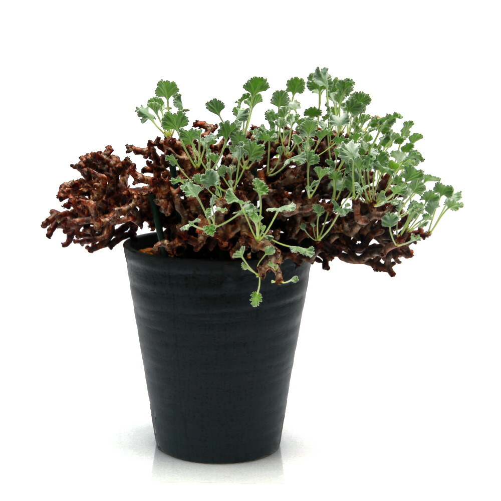 楽天市場】☆特価☆コーデックス：ペラルゴニウム ミラビレ*幅45cm