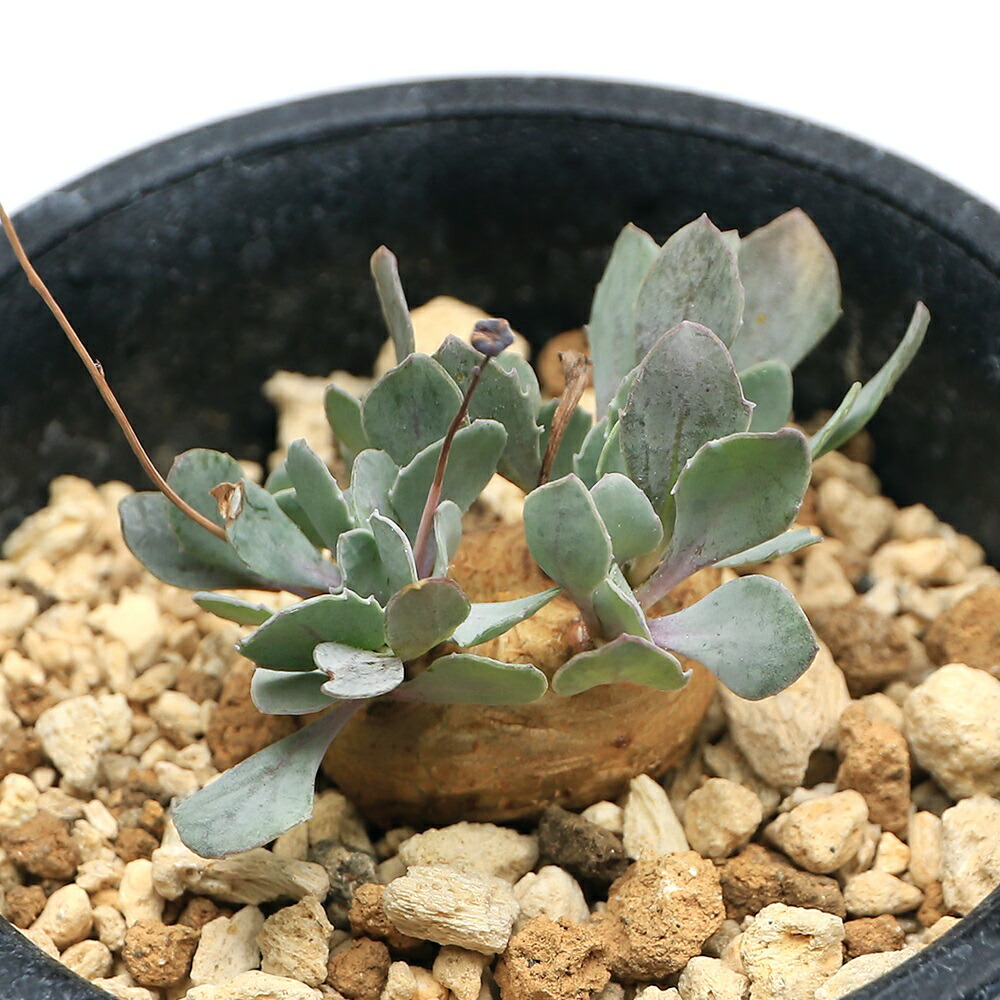 （多肉植物）オトンナ　カカリオイデス　２．５～３号（１鉢）｜charm 3980 店 8,184円
