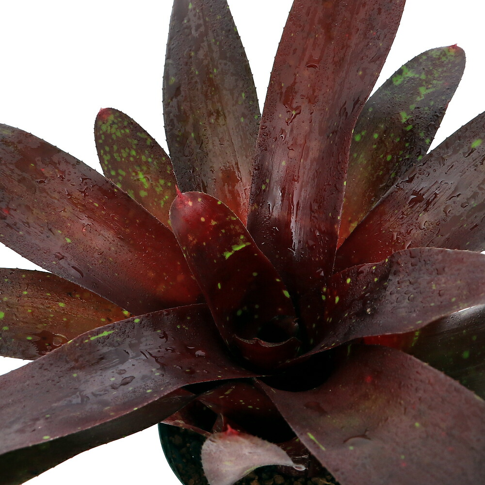 （観葉植物）ネオレゲリア　ロイヤルバーガンディ　４号（１株）タンクブロメリア
