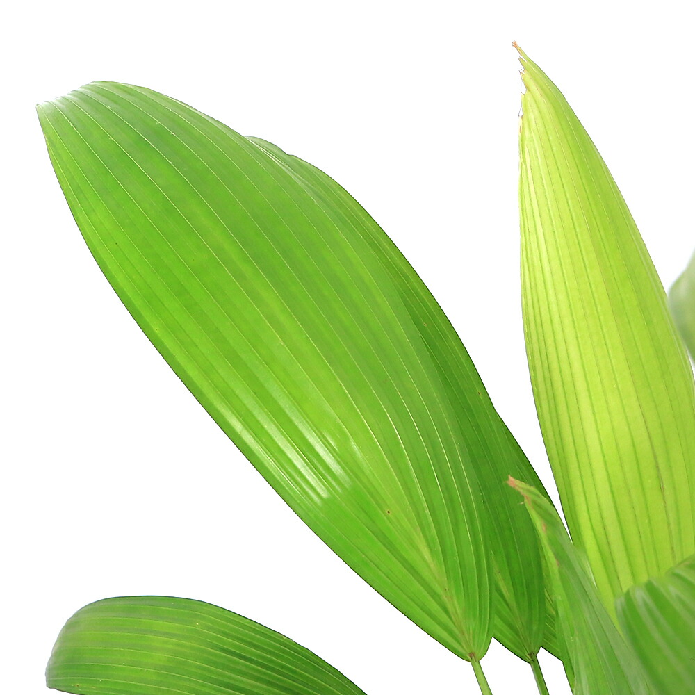 ビロウヤシ8号。 楽天市場】ヤシ（ビロウヤシ） 8号 プラスチック鉢 1鉢