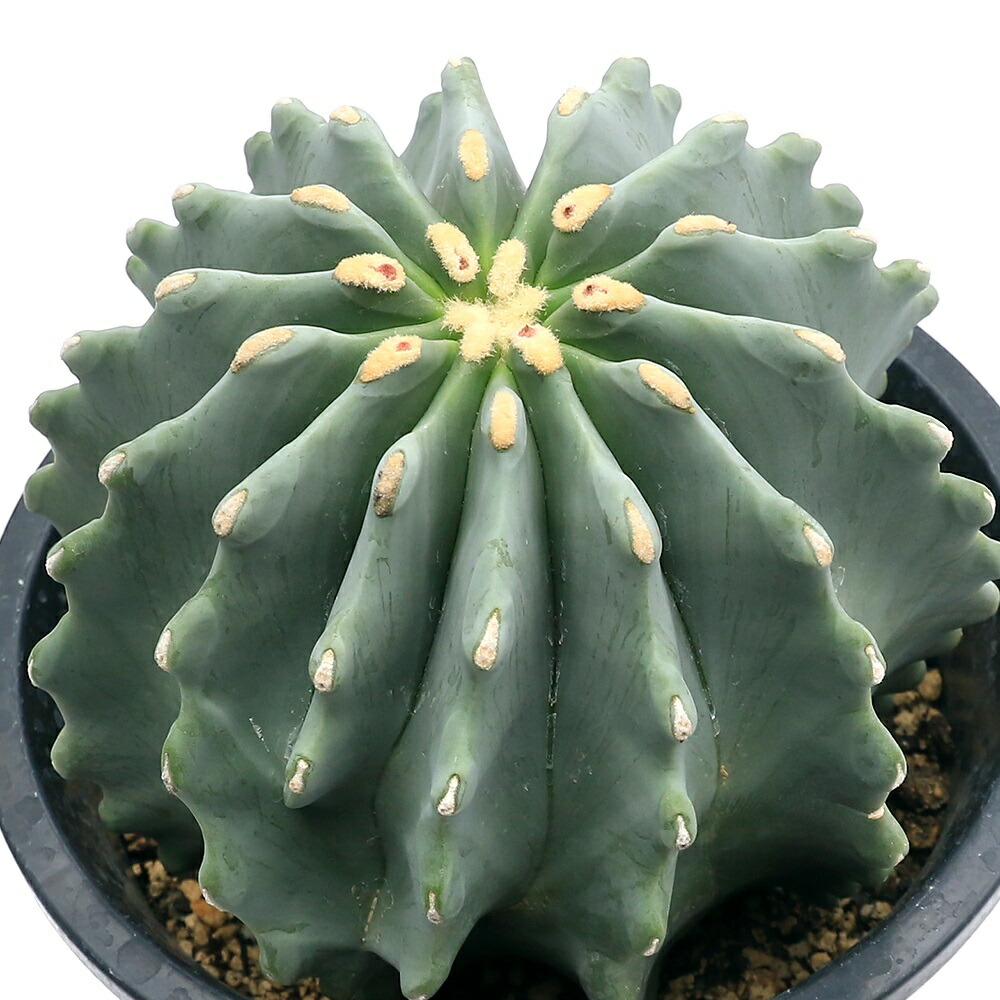楽天市場】【現品】サボテン 王冠竜 12号 黒鉢【選べる観葉植物