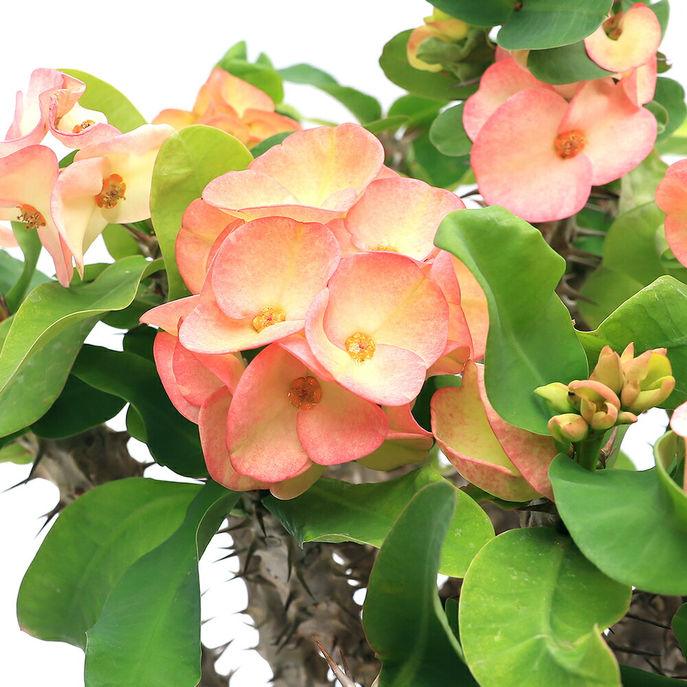 ユーフォルビア　花キリン　大株 楽天市場】ユーフォルビア 花キリン ハナキリン 3.5号 10.5cm プラ鉢