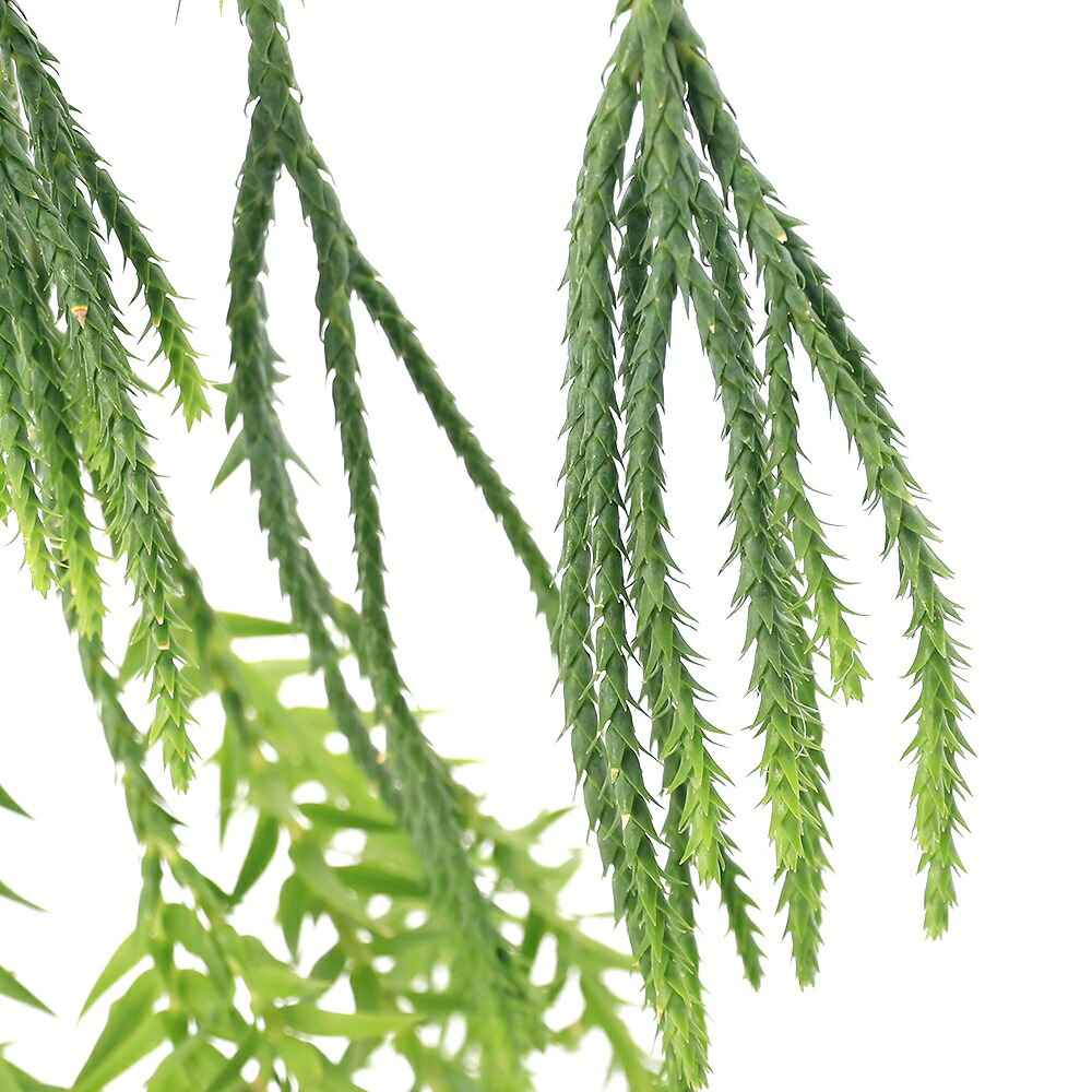 ヒカゲノカズラ　ご予約ページになります。 楽天市場】お任せ カット苗□常緑性シダ植物 ヒカゲノカズラ