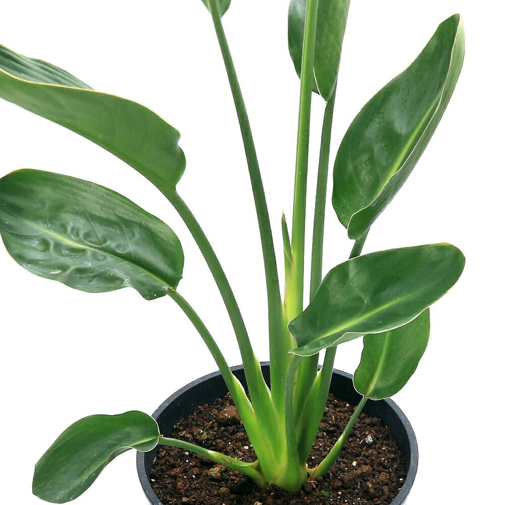 楽天市場】ストレリチア ユンケア ノンリーフ 10号 観葉植物 鉢植え