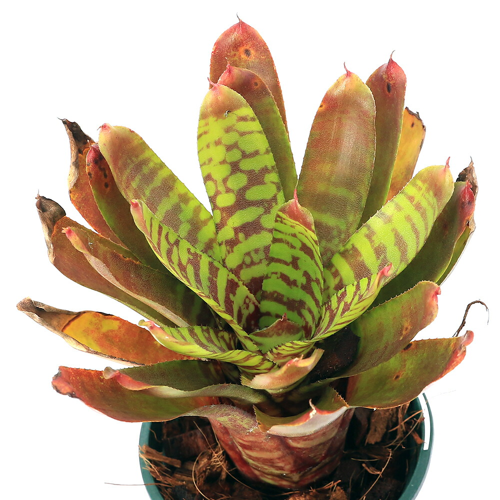 ブロメリア・エアープランツ Neoregelia Retrorsa Neoregelia retrorsa ネオレゲリア・レトローサ 現在のトップ画