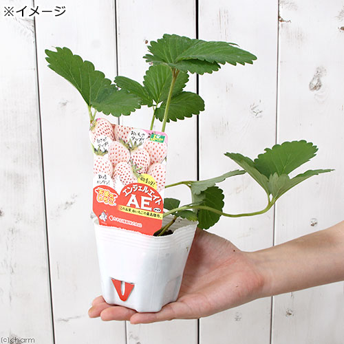 楽天市場】（観葉植物）野菜苗 イチゴ 天使のいちご エンジェル